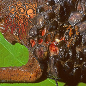 Harsh Remnants Of A Delicate Birth