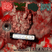 Necrobodies Examiners