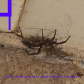 a spider crawled up my leg so i recorded this while i destroyed it