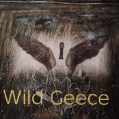 Wild Geece