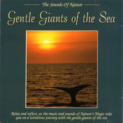 Gentles Giants Of The Sea