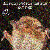 Afronycteris nanus