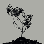 Innerwoud / Treha Sektori (Split)