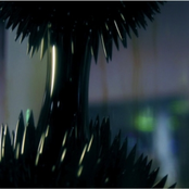 Dull Roar Like Falls