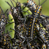 Swarm (Prod. By Oak Body)