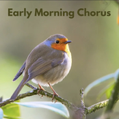 Early Morning Chorus