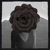 Black Rose under Violet Snow