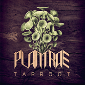 Plantrae: Taproot