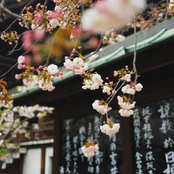 Blossoming Dreams