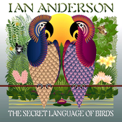 Secret Language of Birds