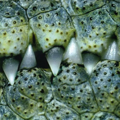 Fucked Up & Standing