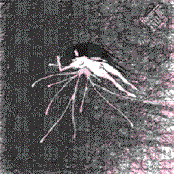 Raein/Daïtro Split 10"