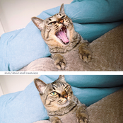 about small creature(s)