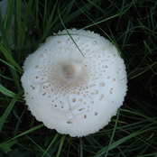 Variable Virtual Velocity - Insomkneestock III