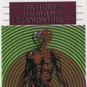 Anatomía Humana Desmontable