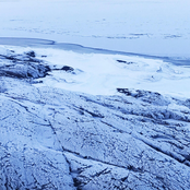 KVITABJØRN