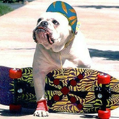 Стать зайцем (Net Single 2010)