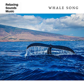 Whale Song for Sleep