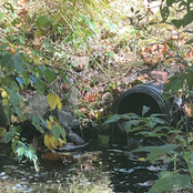 Environmental Wall 1