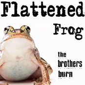 Flattened Frog