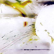 The Bird You Never Were