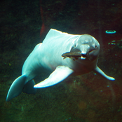 Ganges River Dolphin