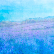 Lavender Dreams