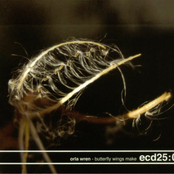 Butterfly Wings Make DD