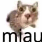 miau