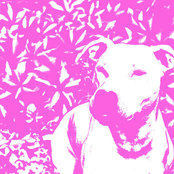 The HIRS Collective / Jenna and the Pups Split