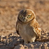 burrowing owl