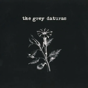 The Grey Daturas