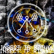 Insect Transformation Ritual