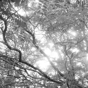 Songs Of Silent Contemplation