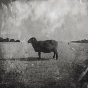 Ben Fuller: Black Sheep