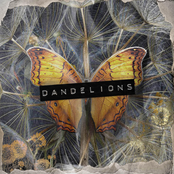 Dandelions