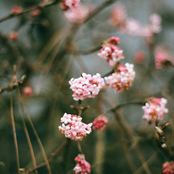 I've Always Been a Coward