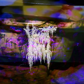 Tub of Fleshy Lumps & Liquid