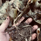 To Think I Hesitated