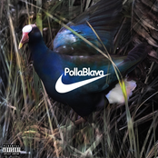 Polla Blava