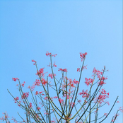 Spermatozoa (Early Demos)