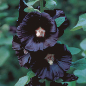 Brick Reds, Black Mauves EP