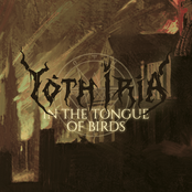 In the Tongue of Birds