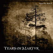 Ancient Pine Awaits II