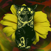 Wicked Feline