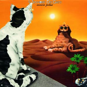 Il Signore Dei Gatti