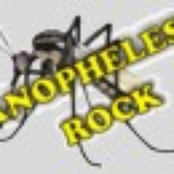 Anopheles