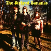 The Striped Bananas