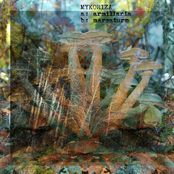 Armillaria/Marsaturn
