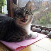 WON'T BE A HOLLABACK BITCH // DO U WANNA GO DEEPER? (w/ ynk)